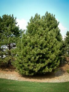 Сосна Чёрная (Pinus Nigra) купить по цене от 270.00р. в интернет-магазине «Посадика» с доставкой почтой в в Видноее и по всей России – [изображение №1].