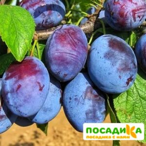 Слива Чачакская ранняя купить по цене от 229.00р. в интернет-магазине «Посадика» с доставкой почтой в в Видноее и по всей России – [изображение №1].