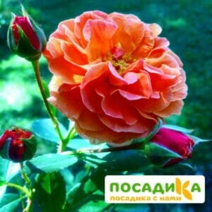 Роза Арабия купить по цене от 350.00р. в интернет-магазине «Посадика» с доставкой почтой в в Видноее и по всей России – [изображение №1].