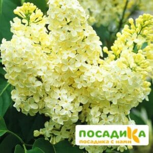 Сирень Примроуз (Primrose) купить по цене от 529.00р. в интернет-магазине «Посадика» с доставкой почтой в в Видноее и по всей России – [изображение №1].