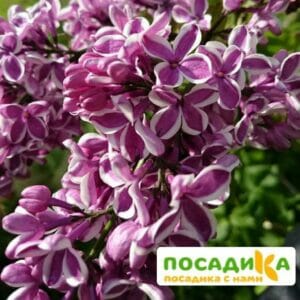 Сирень Сенсация купить по цене от 529.00р. в интернет-магазине «Посадика» с доставкой почтой в в Видноее и по всей России – [изображение №1].