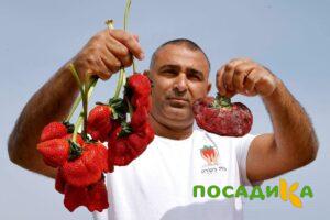 Клубника Гигант Джорнея купить по цене от 266р. в интернет-магазине «Посадика» с доставкой почтой в в Видноее и по всей России – [изображение №1].