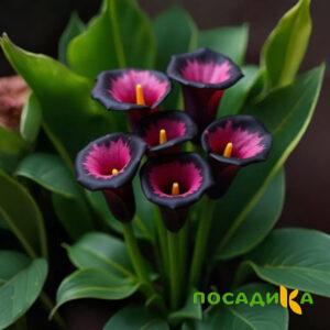 Калла Аура Лейс купить по цене от 400р. в интернет-магазине «Посадика» с доставкой почтой в в Видноее и по всей России – [изображение №1].