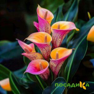 Калла Оникс купить по цене от 450р. в интернет-магазине «Посадика» с доставкой почтой в в Видноее и по всей России – [изображение №1].