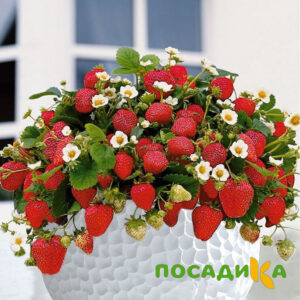 Клубника Рубиновый Шепот (горшечная) купить по цене от 240р. в интернет-магазине «Посадика» с доставкой почтой в в Видноее и по всей России – [изображение №1].