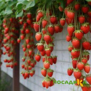 Клубника вьющаяся Комплимент купить по цене от 470р. в интернет-магазине «Посадика» с доставкой почтой в в Видноее и по всей России – [изображение №1].