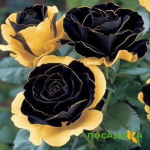 Роза Ханни Сикл купить по цене от 700р. в интернет-магазине «Посадика» с доставкой почтой в в Видноее и по всей России – [изображение №1].