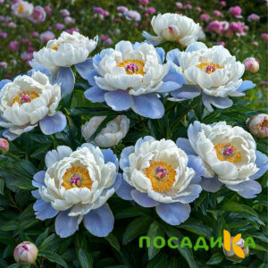 Пион акварельный Этюд купить по цене от 806р. в интернет-магазине «Посадика» с доставкой почтой в в Видноее и по всей России – [изображение №1].