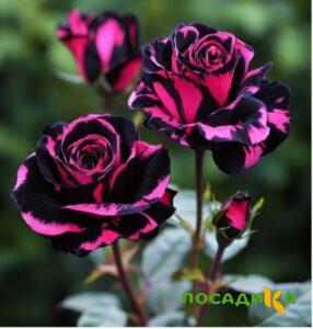 Роза Багровый Шепот купить по цене от 366р. в интернет-магазине «Посадика» с доставкой почтой в в Видноее и по всей России – [изображение №1].