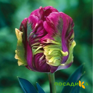 Тюльпан Экзотик Хэвен купить по цене от 186р. в интернет-магазине «Посадика» с доставкой почтой в в Видноее и по всей России – [изображение №1].