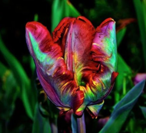 Тюльпан Эирпрайз купить по цене от 270р. в интернет-магазине «Посадика» с доставкой почтой в в Видноее и по всей России – [изображение №1].