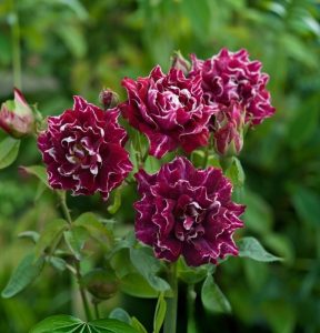 Роза Опаловый Пейзаж купить по цене от 490р. в интернет-магазине «Посадика» с доставкой почтой в в Видноее и по всей России – [изображение №1].