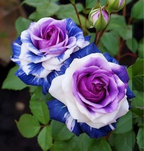 Роза Айвори Каскад купить по цене от 420р. в интернет-магазине «Посадика» с доставкой почтой в в Видноее и по всей России – [изображение №1].